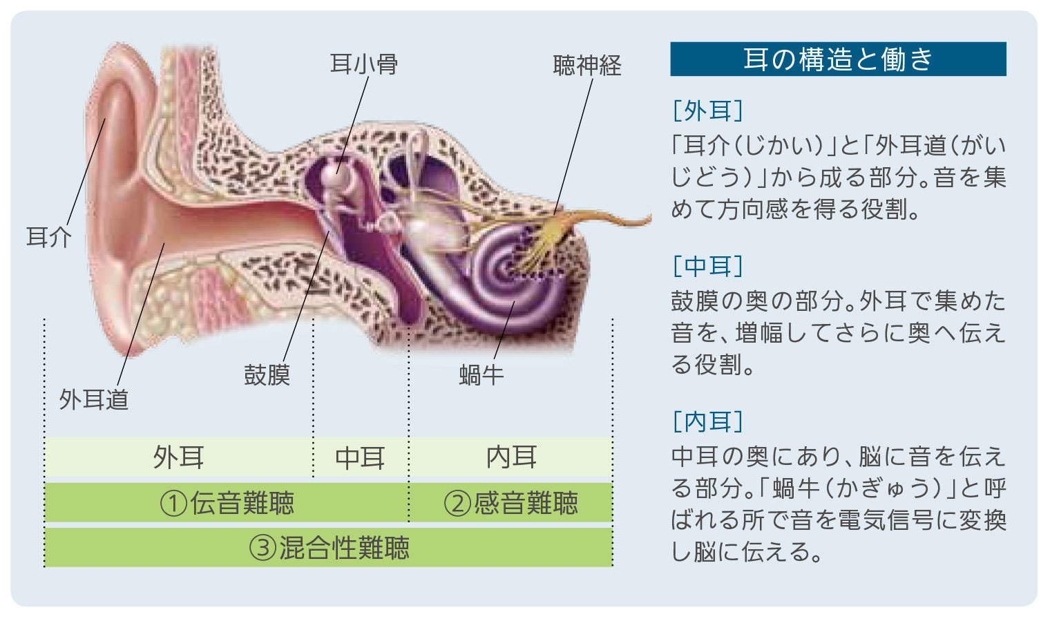 耳の構造と働き
